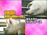高座豚とランドレース